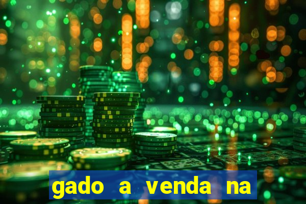 gado a venda na bahia olx